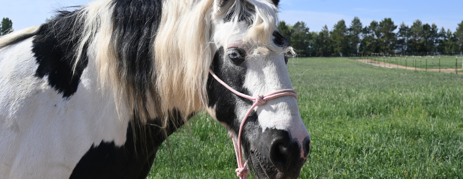 Equine Wellness Clinic